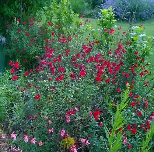 Sarl La Ferme Aux Fleurs 3* Montpeyroux (Dordogne)